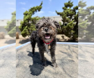 Mutt Dogs for adoption in Seal Beach, CA, USA