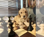 Puppy Hugo Poodle (Miniature)