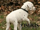 Small Photo #22 Dalmatian Puppy For Sale in ENID, OK, USA