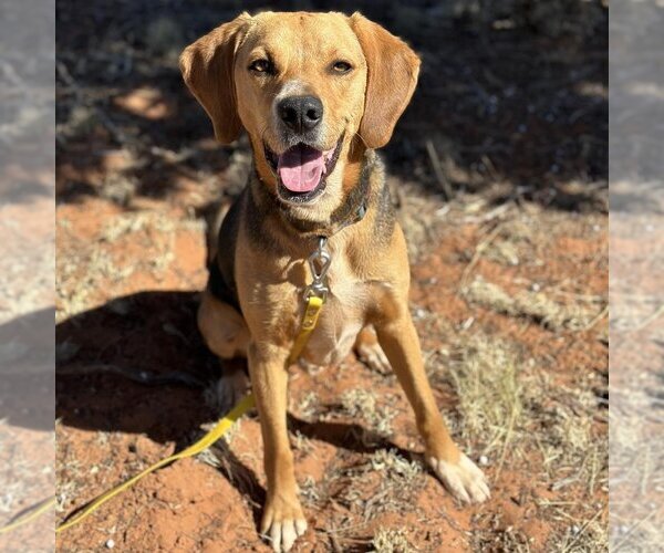 Medium Photo #77 Beagle-Unknown Mix Puppy For Sale in Kanab, UT, USA