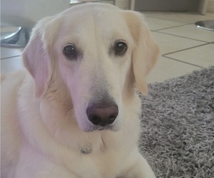 Mother of the English Cream Golden Retriever puppies born on 02/05/2025
