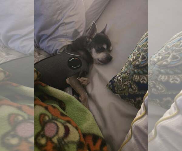 Medium Photo #4 Chihuahua Puppy For Sale in Gulfport, MI, USA