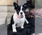 Small Photo #3 French Bulldog Puppy For Sale in Sioux Falls, SD, USA