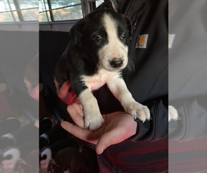 Border Collie Puppy for sale in SPARTA, NC, USA