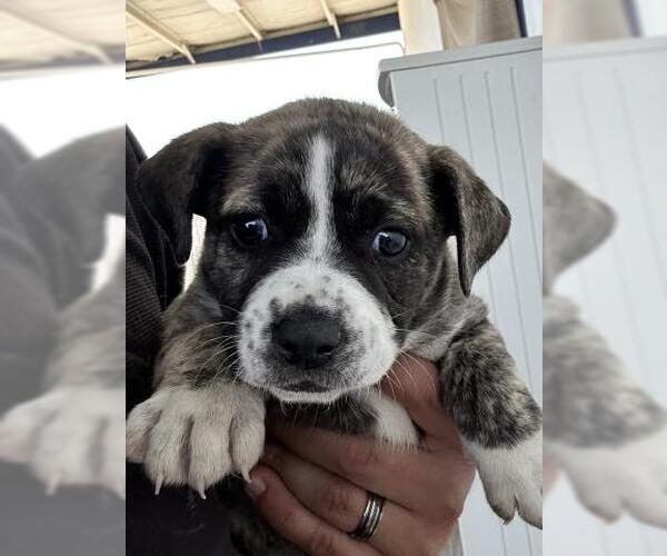 Medium Photo #1 Texas Heeler-Unknown Mix Puppy For Sale in Bakersfield, CA, USA