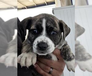 Texas Heeler-Unknown Mix Dogs for adoption in Bakersfield, CA, USA