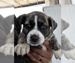 Small Texas Heeler Mix