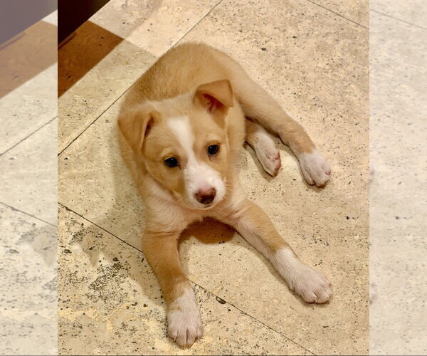 Medium Photo #1 Border Collie-Unknown Mix Puppy For Sale in Royal Palm Beach, FL, USA
