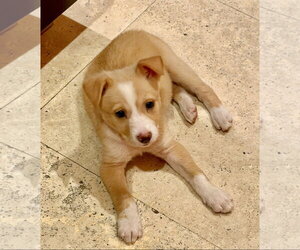 Border Collie-Unknown Mix Dogs for adoption in Royal Palm Beach, FL, USA