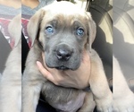 Small Photo #6 Cane Corso Puppy For Sale in ONTARIO, CA, USA