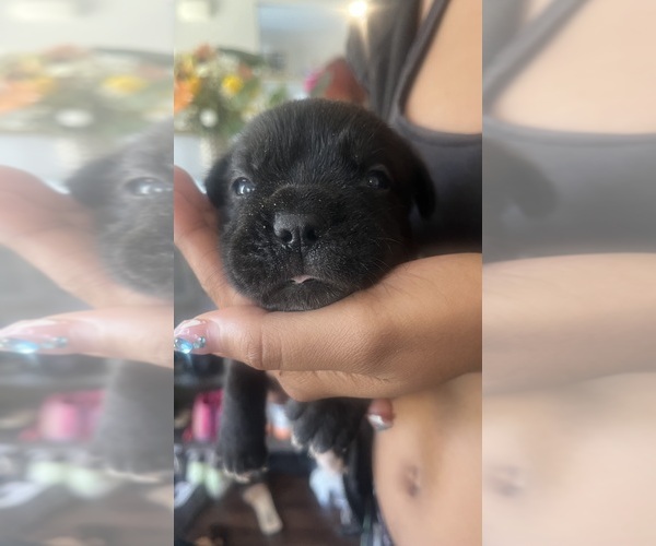 Medium Photo #17 Cane Corso Puppy For Sale in VAN BUREN TWP, MI, USA