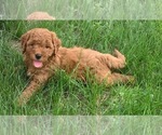 Small Photo #3 Goldendoodle (Miniature) Puppy For Sale in HULL, IA, USA