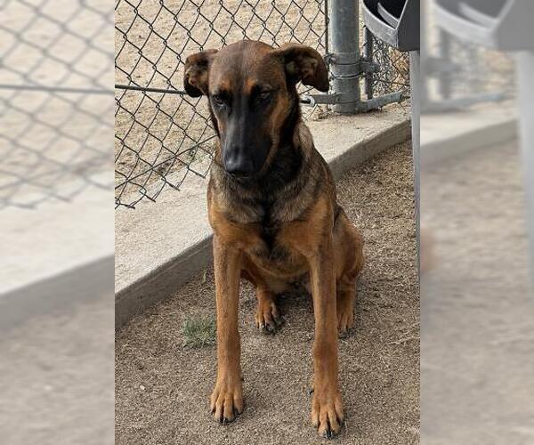 Medium Photo #1 Doberman Pinscher-Unknown Mix Puppy For Sale in Bakersfield, CA, USA