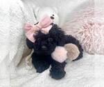 Small Poodle (Toy)