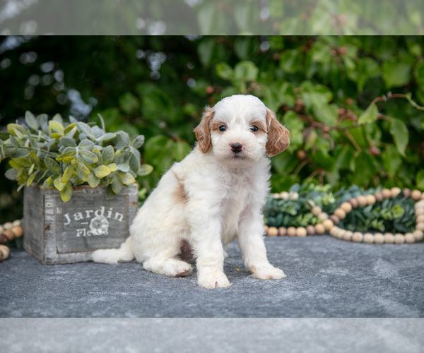 Medium Photo #3 Goldendoodle (Miniature) Puppy For Sale in WOLCOTTVILLE, IN, USA