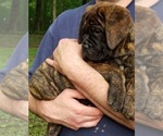 Small Photo #4 Bullmastiff-Cane Corso Mix Puppy For Sale in BLACKWELL, MO, USA