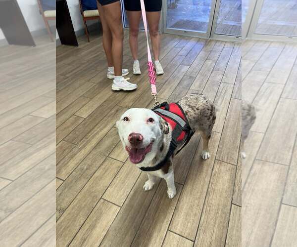 Medium Photo #1 Labrador Retriever-Unknown Mix Puppy For Sale in Rowlett, TX, USA