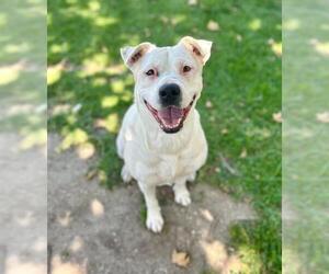 Mutt Dogs for adoption in Riverside, CA, USA