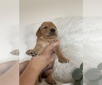 Small Photo #1 Double Doodle Puppy For Sale in MESA, AZ, USA