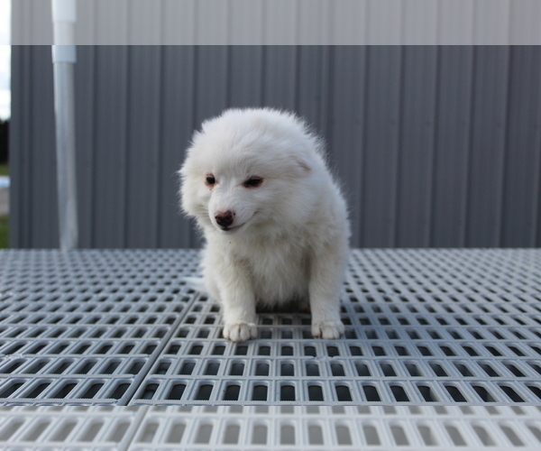 Medium Photo #1 American Eskimo Dog Puppy For Sale in EVART, MI, USA