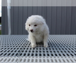 Small Photo #1 American Eskimo Dog Puppy For Sale in EVART, MI, USA