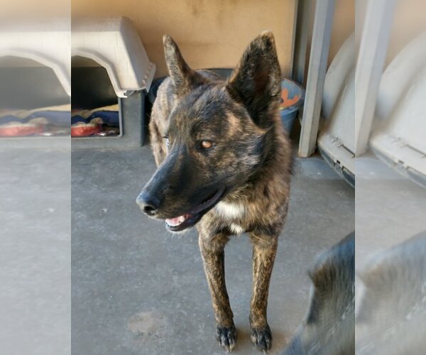Medium Photo #2 Border Collie-Unknown Mix Puppy For Sale in Apple Valley, CA, USA