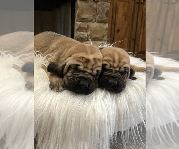 Medium Photo #1 Bloodhound Puppy For Sale in CALHOUN, GA, USA