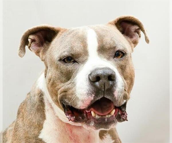 Medium Photo #1 American Pit Bull Terrier Puppy For Sale in Sanford, FL, USA