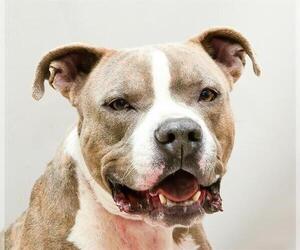 American Pit Bull Terrier Dogs for adoption in Sanford, FL, USA