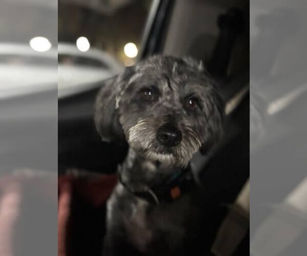 Medium Photo #3 Mutt Puppy For Sale in Turlock, CA, USA