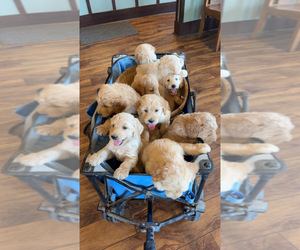 Goldendoodle Litter for sale in GROVE CITY, PA, USA