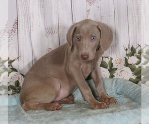 Weimaraner Puppy for sale in PENNS CREEK, PA, USA