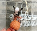 Small #3 French Bulldog