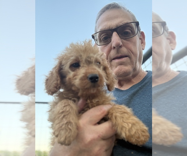 Medium Photo #3 Goldendoodle (Miniature) Puppy For Sale in ALBEMARLE, NC, USA