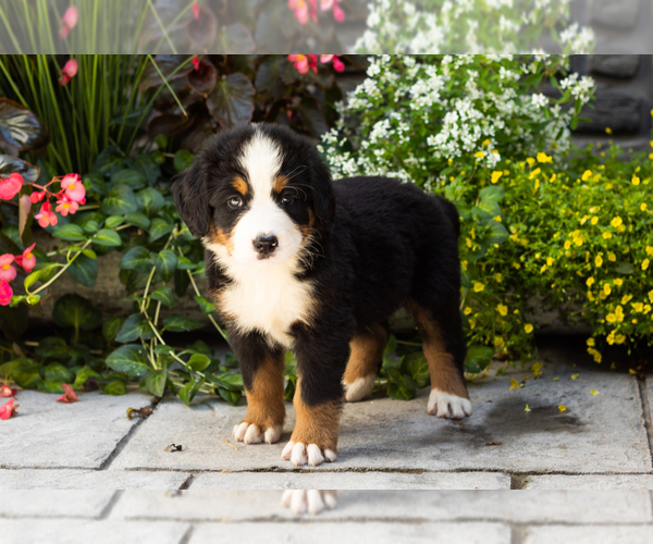 Medium Photo #3 Bernese Mountain Dog Puppy For Sale in MILLERSBURG, IN, USA