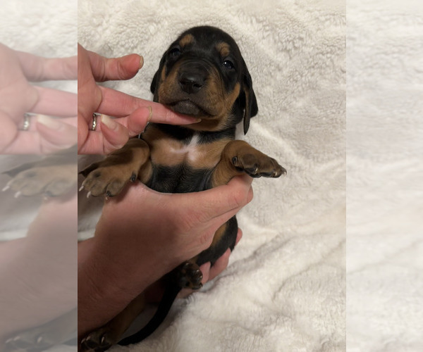 Medium Photo #25 Black and Tan Coonhound-Bluetick Coonhound Mix Puppy For Sale in OAK HILLS, CA, USA
