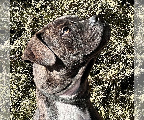 Medium Photo #1 American Staffordshire Terrier-Boxer Mix Puppy For Sale in Albuquerque, NM, USA