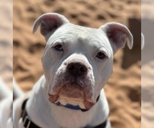 Bulldog-Unknown Mix Dogs for adoption in Kanab, UT, USA