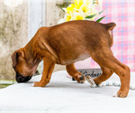 Small Photo #45 Boxer Puppy For Sale in WAKARUSA, IN, USA