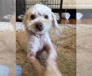 Poodle (Toy) Dogs for adoption in Santa Barbara, CA, USA