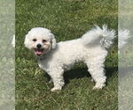 Small #1 Bichon Frise