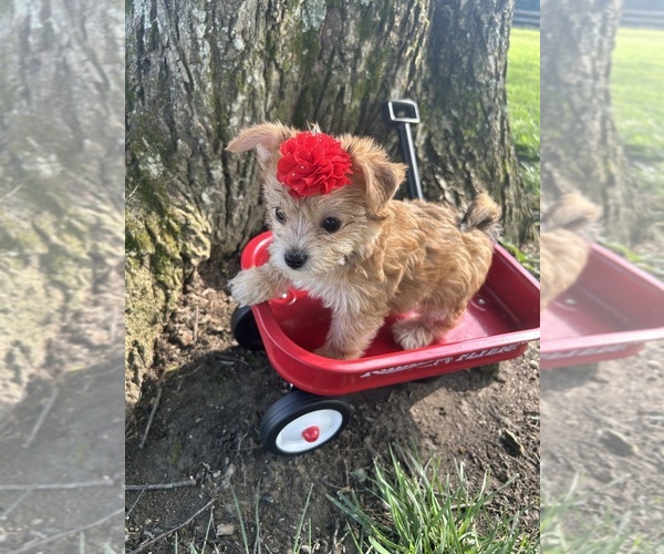 Medium Photo #5 Yo-Chon Puppy For Sale in BELFAST, OH, USA