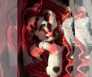 Dachshund Puppy for sale in IVA, SC, USA
