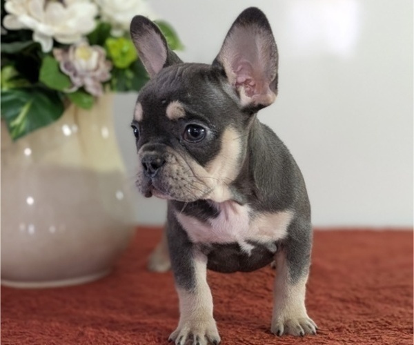 Medium Photo #8 French Bulldog Puppy For Sale in GOSHEN, IN, USA