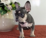 Small Photo #8 French Bulldog Puppy For Sale in GOSHEN, IN, USA
