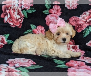 Maltipoo Puppy for sale in LEOLA, PA, USA