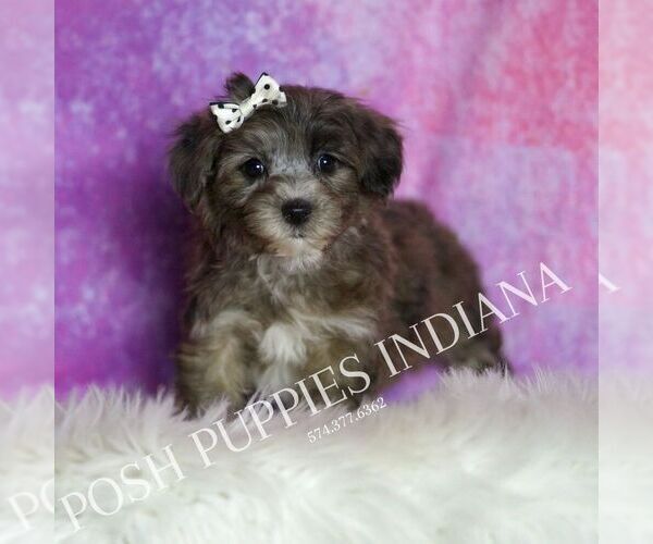 Medium Photo #4 Yorkipoo Puppy For Sale in WARSAW, IN, USA