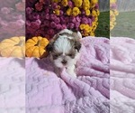 Puppy 2 Shih Tzu