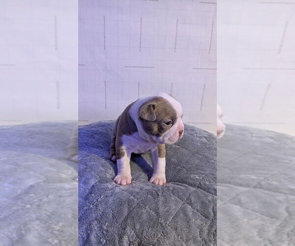 Medium Photo #9 Boston Terrier Puppy For Sale in ROCHESTER, NH, USA