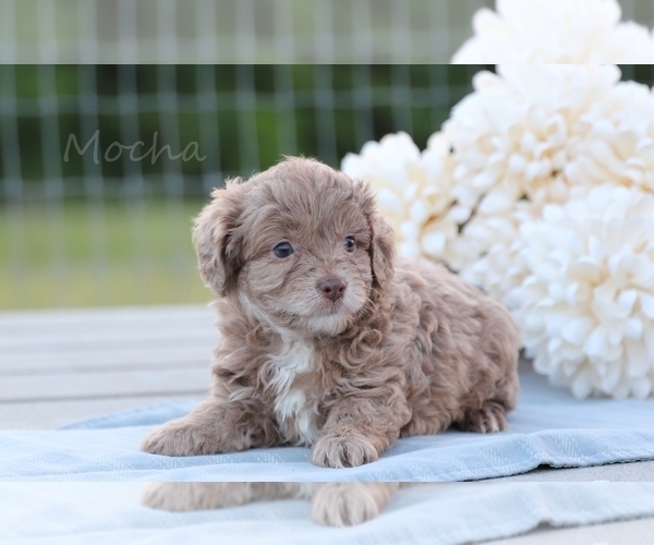 Medium Photo #3 F2 Aussiedoodle Puppy For Sale in BLUFORD, IL, USA
